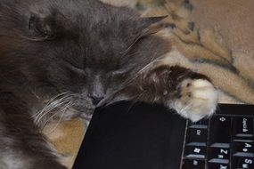 grey Cat Dreaming near Notebook