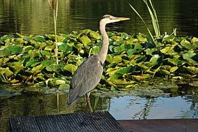 blue heron on the riverside