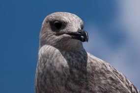 Portrait of Grey Seagull