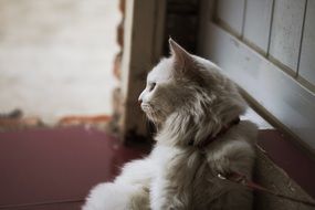 white cat on a leash