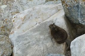 Marmot among Rocks