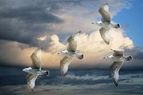 drawing of the flying seagulls on a sky