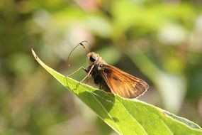 moth on the edge of the leaf