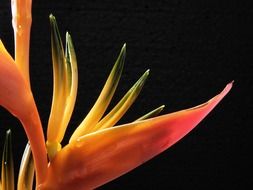 red yellow strelitzia flower