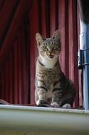 tabby cat on the roof