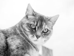 Photo of grey cat