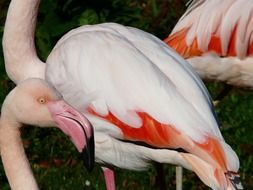 a flock of red and white flamingos