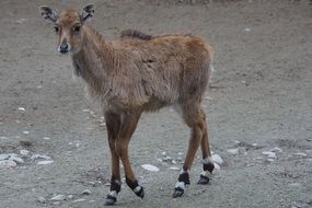 Picture of the cute Antelope