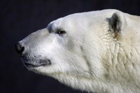 profile photo of a polar bear