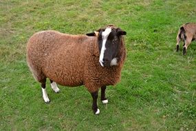 black sheep on a green meadow