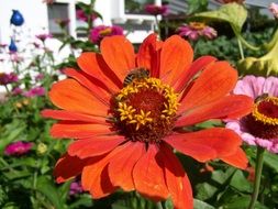 Summer flowers in a garden close-up on blurred background