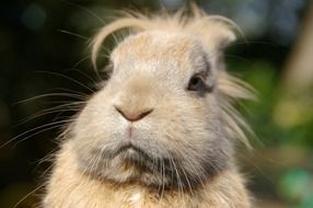 cute fluffy face of a hare