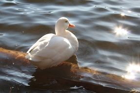 white duck on the pond
