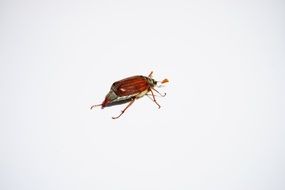 Red beetle on a white background