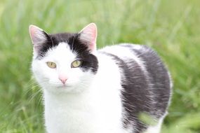 cute black and white cat