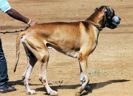 brown tall dog on a leash