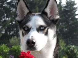 Siberian Husky puppy