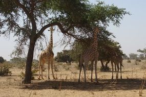 giraffes in the wild in nigeria