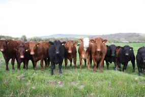 herd of cows on green grass