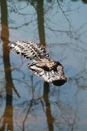 dangerous crocodile in water