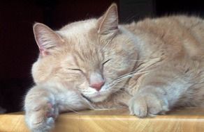 domestic cat sleeping on a blackboard