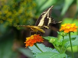 Close-up of butterfly