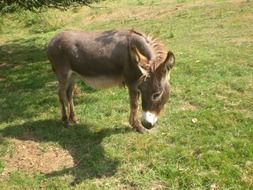 Domestic donkey on the farm