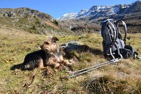 Hiking Dog