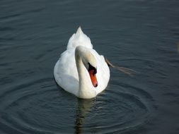 swimming beautiful feathered Swan Bird