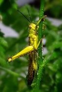 Green Yellow grasshopper Animal