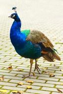 peacock walks on the sidewalk