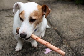 jack russel terrier with a stick