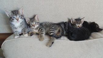 cute kittens on the couch