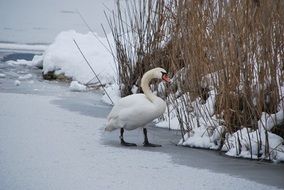 white swan on a frozen pond