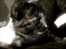 tabby kitten