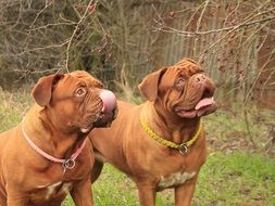 two adorable bordeaux dogs