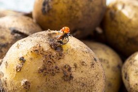 ladybug on potato