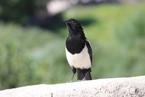 Beautiful Black-billed Magpie sits outdoors