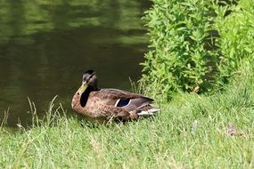 drake standing on the lakeside