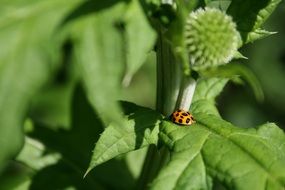 beetle on a green plant in the garden