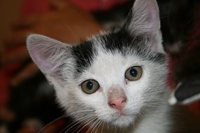 Curious kitten