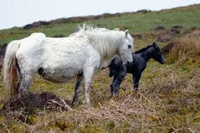 horses on the grass