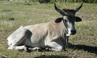 Beautiful and colorful Ñow with the horns on the pasture