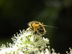 bee collects honey