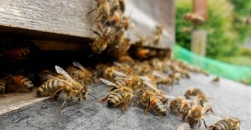 domestic honey bees at the entrance to the hive