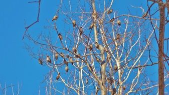 flock of birds sitting on tree branches