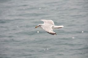 seagull flies close to the water