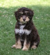 black puppy sits on green grass