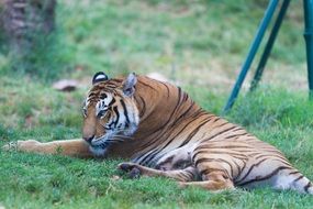 tiger on green grass at the zoo