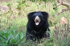lazy bear sitting in the grass, india